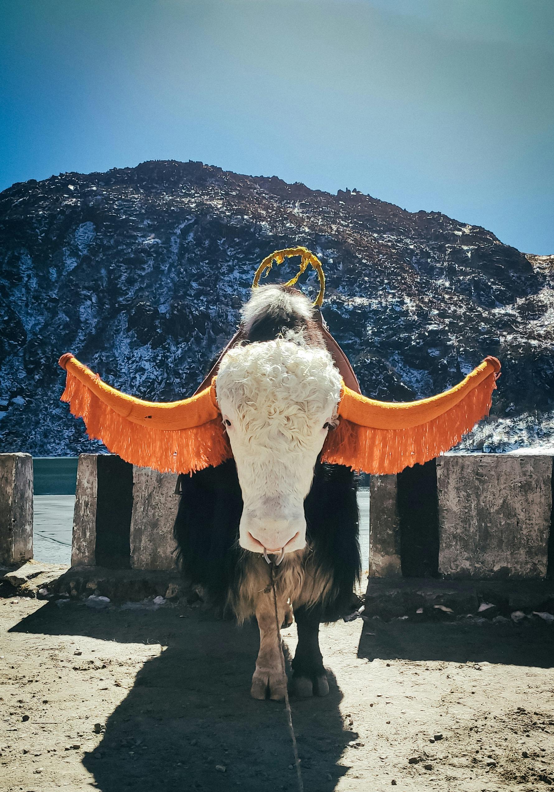 A colorfully adorned yak poses against the breathtaking backdrop of the Himalayas in India.